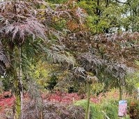 Acer palmatum dissectum 'Tamukeyama' - Japanse Esdoorn 'Tamukeyama' - 1