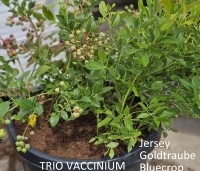 Vaccinium corymbosum 'Goldtraube 71' - Blauwe bes 'Goldtraube 71' - 1