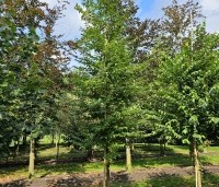Styrax japonicus - Storaxboom - 1