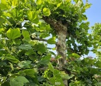 Platanus hispanica - Plataan - 4