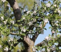 Malus dom. 'Schone van Boskoop' - Malus dom. 'Schone van Boskoop' - 1