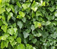 Hedera hibernica - Klimop hibernica - 1