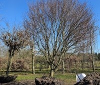 Fagus sylvatica 'Rotundifolia' - Rondbladige dwergbeuk - 1