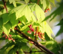 Acer Vitifolium