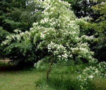 Cornus kousa Chinensis