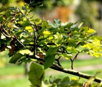 Detail tak van de Beuk, tuinbonsai