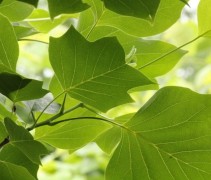 Liriodendron tulipifera