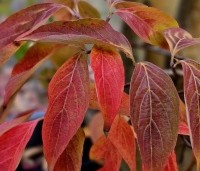 Cornus 'Stellar Pink' - Japanse grootbloemige kornoelje - herfstkleuren