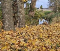 Acer platanoides - Noorse Esdoorn - 8