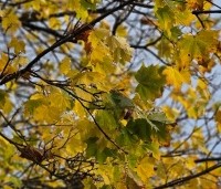 Acer platanoides - Noorse Esdoorn - 5