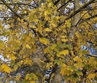 Acer platanoides - Noorse Esdoorn - 6