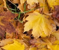 Acer platanoides - Noorse Esdoorn - 7