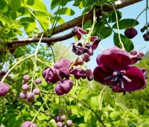 Akebia Quinata