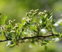 Crataegus Monogyna