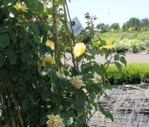 Rosa Golden Gate