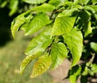 Carpinus caroliniana - Amerikaanse haagbeuk - 1