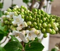 Viburnum carlesii 'Aurora' - Koreaanse Sneeuwbal 'Aurora' - 1