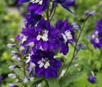 Delphinium pacific 'King Arthur' per kist á 24 st. - Ridderspoor violet - 2