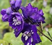 Delphinium pacific 'King Arthur' per kist á 24 st. - Ridderspoor violet - 1