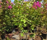 Lagerstroemia indica 'Benoit' - Paarsrode Indische Sering - 3