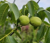 Juglans regia 'Bella Maria' - Walnoot 'Bella Maria' - 2