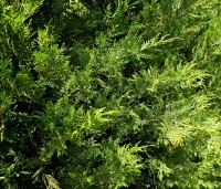 Cupressocyparis leylandii - Leylandcypres - 4