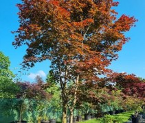 Acer palmatum 'Sumi-Nagashi'