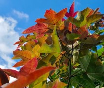 Liquidambar Formosa 'Ellen'