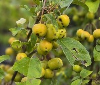 Malus 'Golden Hornet' - Sierappel 'Golden Hornet' - 1