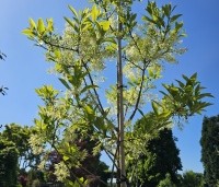 Chionanthus virginicus - Chionanthus virginicus - 6