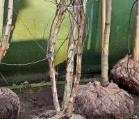 Betula pubescens - Zachte Berk - 1