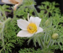 Pulsatilla 'Alba'