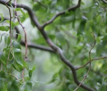 Salix babylonica 'Tortuosa'