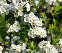 Spiraea x cinerea 'Grefsheim' bloemen
