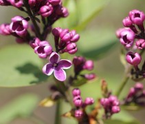 Syringa vulgaris 'Sensation'