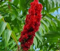 Rhus typhina - Fluweelboom - 2