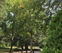 Tilia cordata - Winterlinde - 2