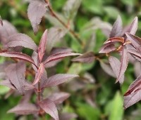 Deutzia gracilis - Bruidsbloem gracilis - 1