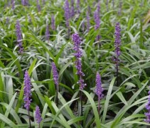 Leliegras 'Royal Purple' in bloei