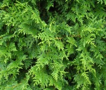 Thuja occidentalis 'Brabant'