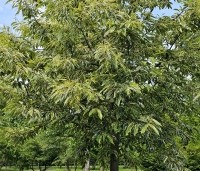 Castanea sativa 'Variegata' - Tamme Kastanje 'Variegata' - 3