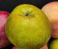 Malus dom. 'Schone van Boskoop' - Malus dom. 'Schone van Boskoop' - 1
