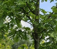 Quercus frainetto - Hongaarse eik - 3