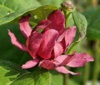 Sinocalycanthus chinensis 'Hartlage Wine' - Specerijstruik  'Hartlage Wine' - 1
