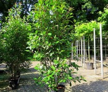 Photinia fraseri 'Red Robin'