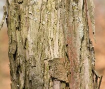 stam Cercidiphyllum japonicum