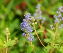 Ceanothus Gloire de Versailles