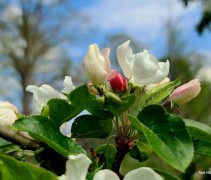 Sierappel 'John Downie', hoogstam boom in bloei