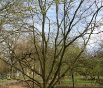 Acer palmatum Osakazuki