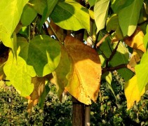Catalpa speciosa